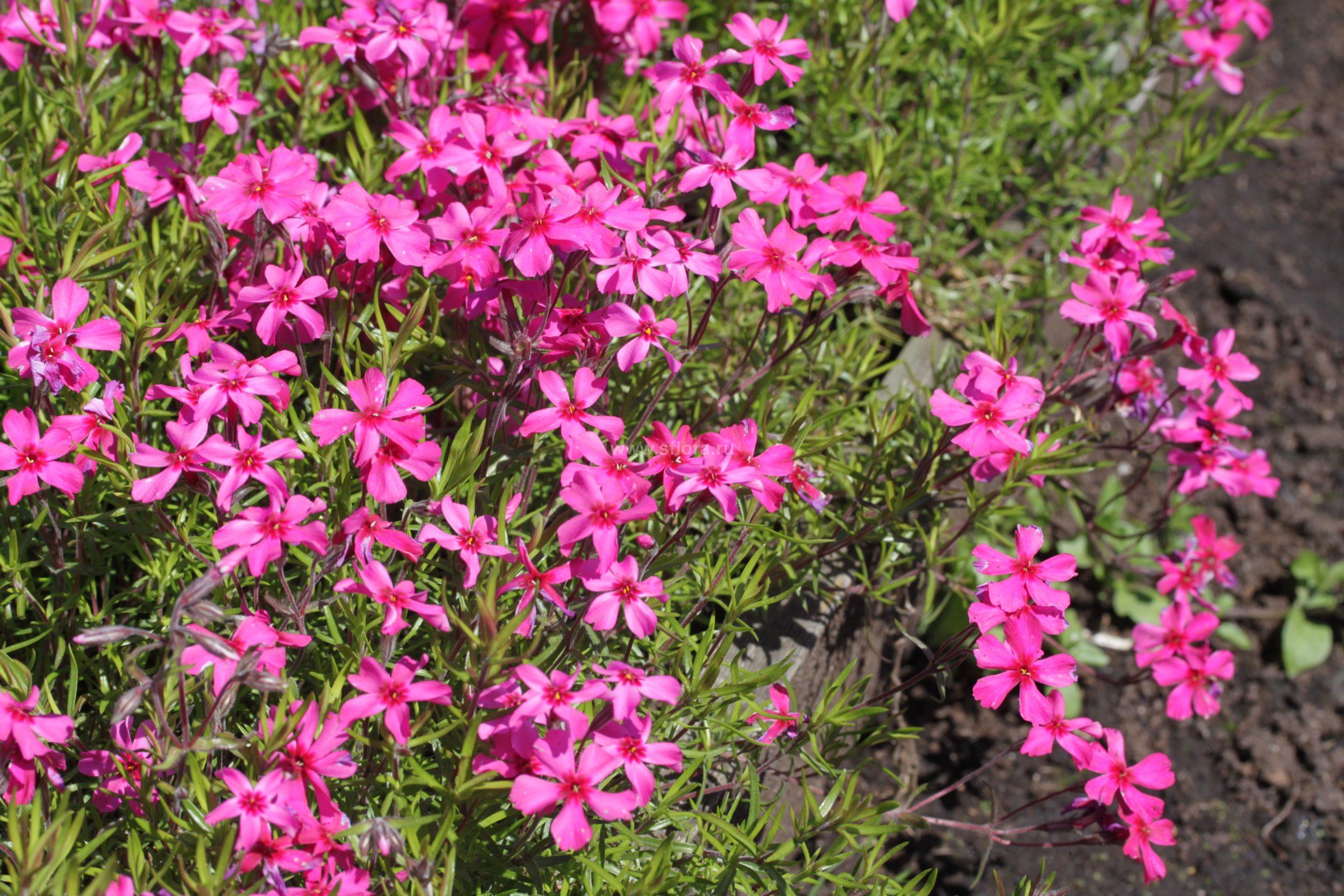 Флокс шиловидный (Phlox subulata) Red Wings